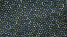 Flexostar Options: ANILOX CLEANING